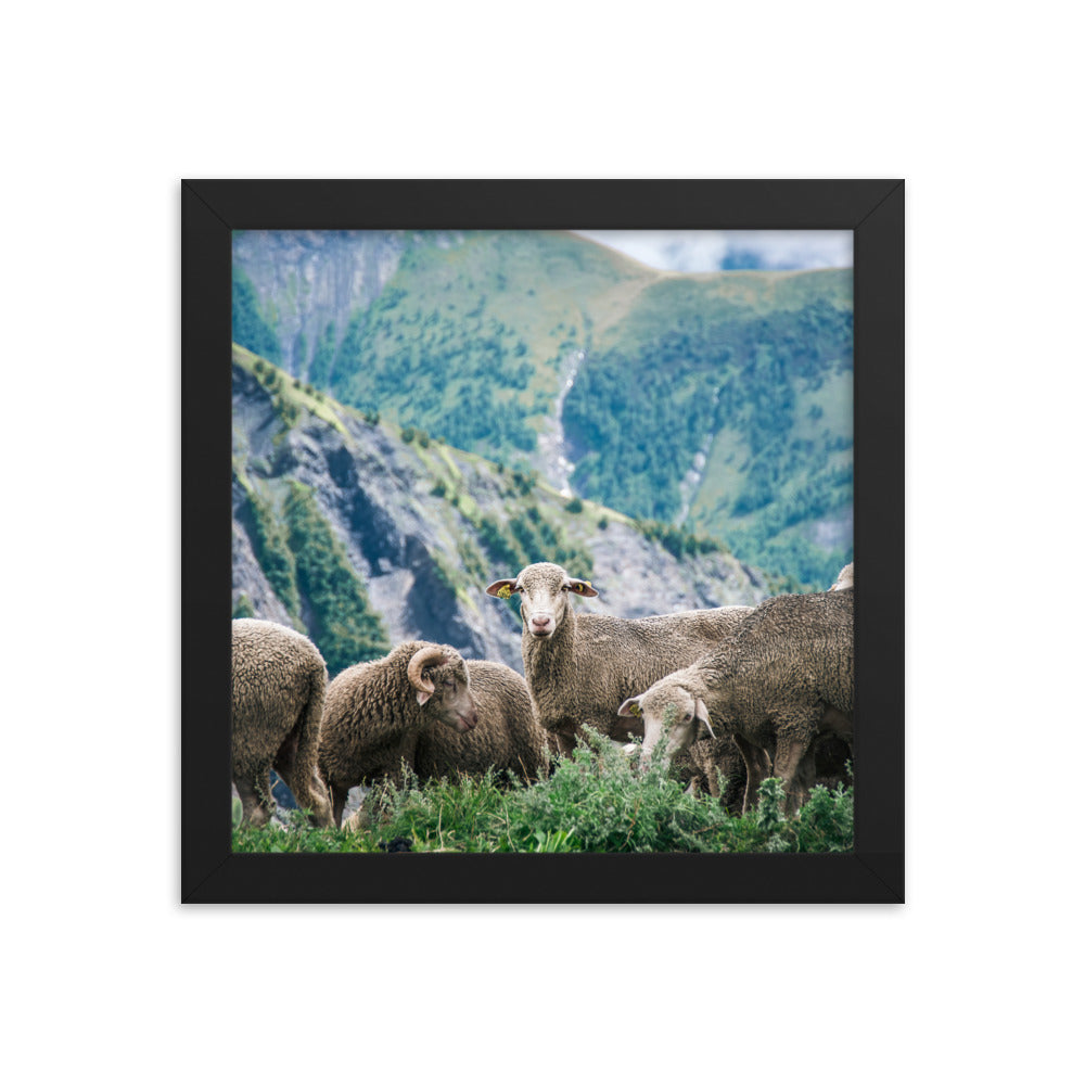Counting Sheep (Framed Print)