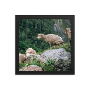 Shitting Sheep (Framed Print)