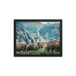 Counting Sheep (Framed Print)