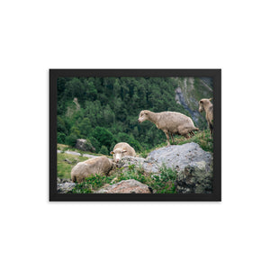 Shitting Sheep (Framed Print)