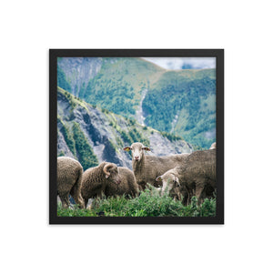 Counting Sheep (Framed Print)
