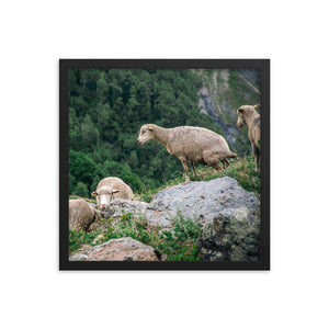 Shitting Sheep (Framed Print)