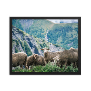 Counting Sheep (Framed Print)