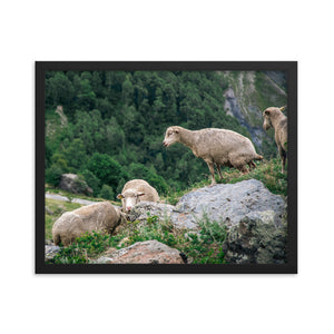 Shitting Sheep (Framed Print)