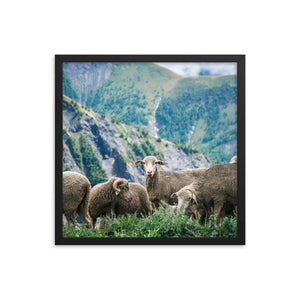 Counting Sheep (Framed Print)