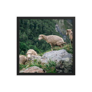 Shitting Sheep (Framed Print)