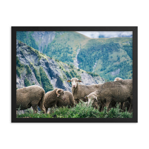 Counting Sheep (Framed Print)
