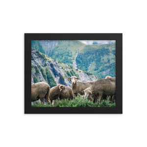 Counting Sheep (Framed Print)