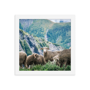 Counting Sheep (Framed Print)