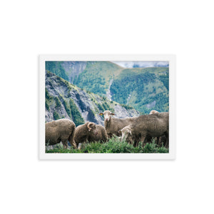 Counting Sheep (Framed Print)