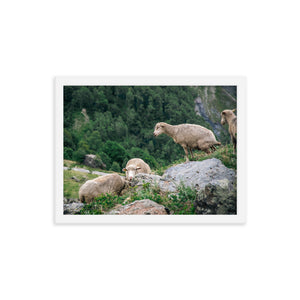 Shitting Sheep (Framed Print)