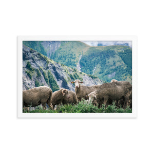 Counting Sheep (Framed Print)
