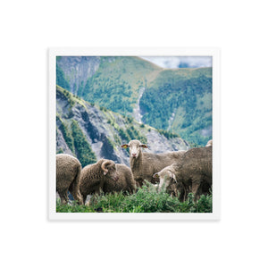 Counting Sheep (Framed Print)