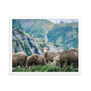 Counting Sheep (Framed Print)