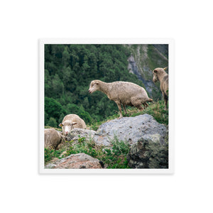 Shitting Sheep (Framed Print)