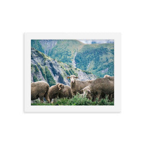Counting Sheep (Framed Print)