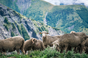 Counting Sheep (Framed Print)